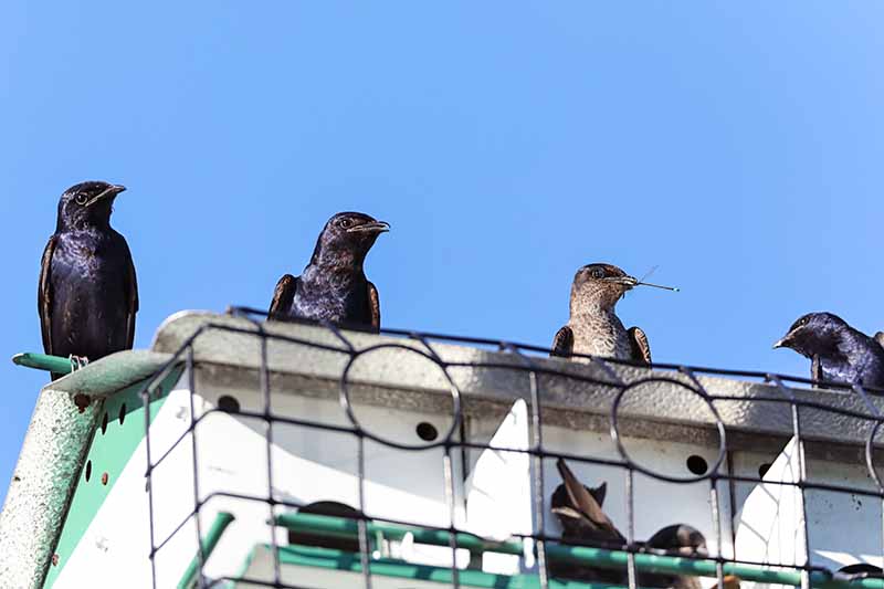 birds