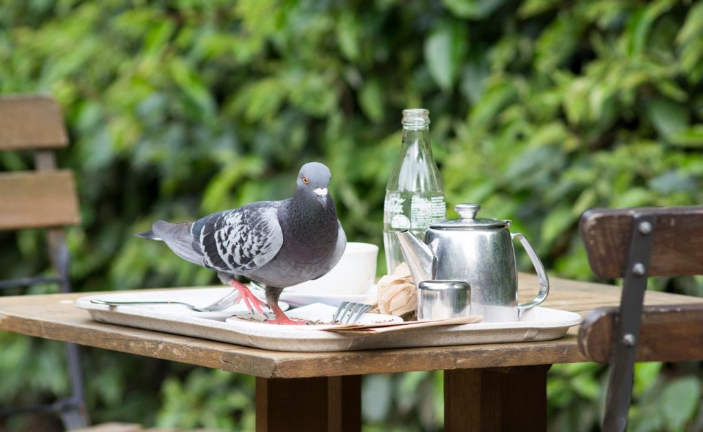 pigeon on a table
